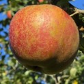 Malus domestica 'Rode Boskoop' - Foto 1