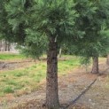 Sequoiadendron giganteum - Foto 6