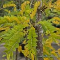 Gleditsia triacanthos ‘Sunburst' - begin herfstverkleuring