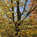 Carpinus betulus - 1