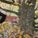 Carpinus betulus - nov 2025