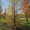 Carpinus betulus - 2