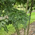 Gleditsia triacanthos ‘Inermis' - 2