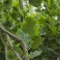 Liriodendron tulipifera 'Aureomarginatum' - 5