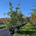 Parrotia persica - oktober 2024 vak H