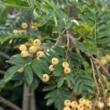 Sorbus 'Joseph Rock' - 4