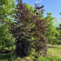 Fagus sylvatica 'Atropunicea' - Foto 1