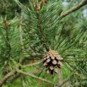 Pinus sylvestris - Foto 3