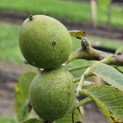 Juglans regia 'Cyril' - impressie grote walnoot Cyril