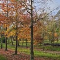 Fagus sylvatica 'Atropunicea' - Foto 1