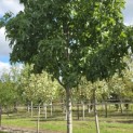 Liquidambar styraciflua 'Palo Alto' - Foto 2