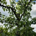 Pyrus c. 'Conference' - Foto 4