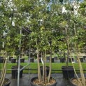 Quercus ilex - Foto 1