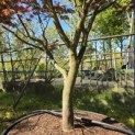 Acer palmatum 'Trompenburg' - Foto 1