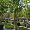 Corylus colurna - Foto 5