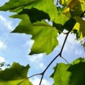 Platanus hispanica - Foto 2