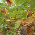 Platanus hispanica - Foto 1