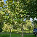 Amelanchier arborea 'Robin Hill' - 2