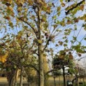Platanus x hispanica - 1