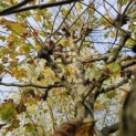 Platanus x hispanica - 2