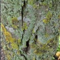 Carpinus betulus 'Frans Fontaine' - spechtgaten