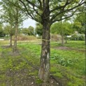 Metasequoia glyptostroboides - Foto 7