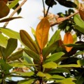 Magnolia grandiflora 'Galissonnière' - Foto 1