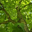 Liquidambar Styraciflua - Foto 4