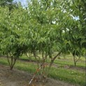 Heptacodium miconioides - 4
