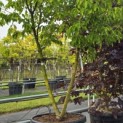 Cornus 'Norman Hadden' - 1