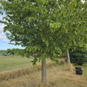 Carpinus Betulus - 1