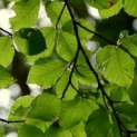 Fagus sylvatica - impressie zomerblad groene beuk