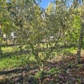 Cornus mas - 1