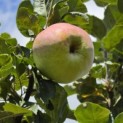 Malus domestica 'Zigeunerin' - Foto 4