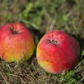 Malus domestica 'Zigeunerin' - Foto 5