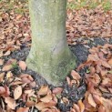 Fagus sylvatica 'Atropunicea' - Foto 5