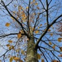 Fagus sylvatica 'Atropunicea' - Foto 4