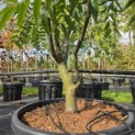 Sorbus 'Dodong' - 2