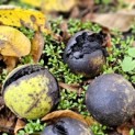 Juglans nigra - Foto 4