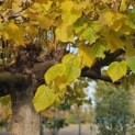 Tilia americana 'Nova' - 5