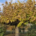 Tilia americana 'Nova' - 6