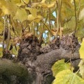 Tilia americana 'Nova' - 3