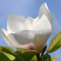 Magnolia 'Soulangeana' - 4