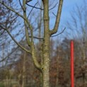 Juglans Regia - pillon 200 cm hoogte