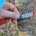 Juglans Regia - 3