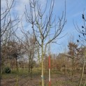 Juglans Regia - 2