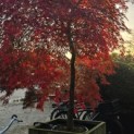 Acer palmatum 'Garnet' - 2