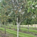 Betula utilis 'Doorenbos' - 2