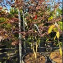 Acer palmatum 'Bloodgood' - 3