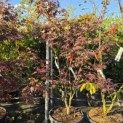 Acer palmatum 'Bloodgood' - 4